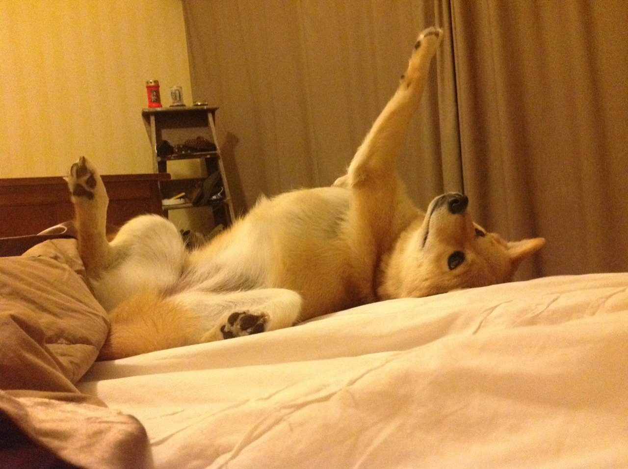 世俱杯官网-运动项目职业路径设计与发展研究,运动职业化