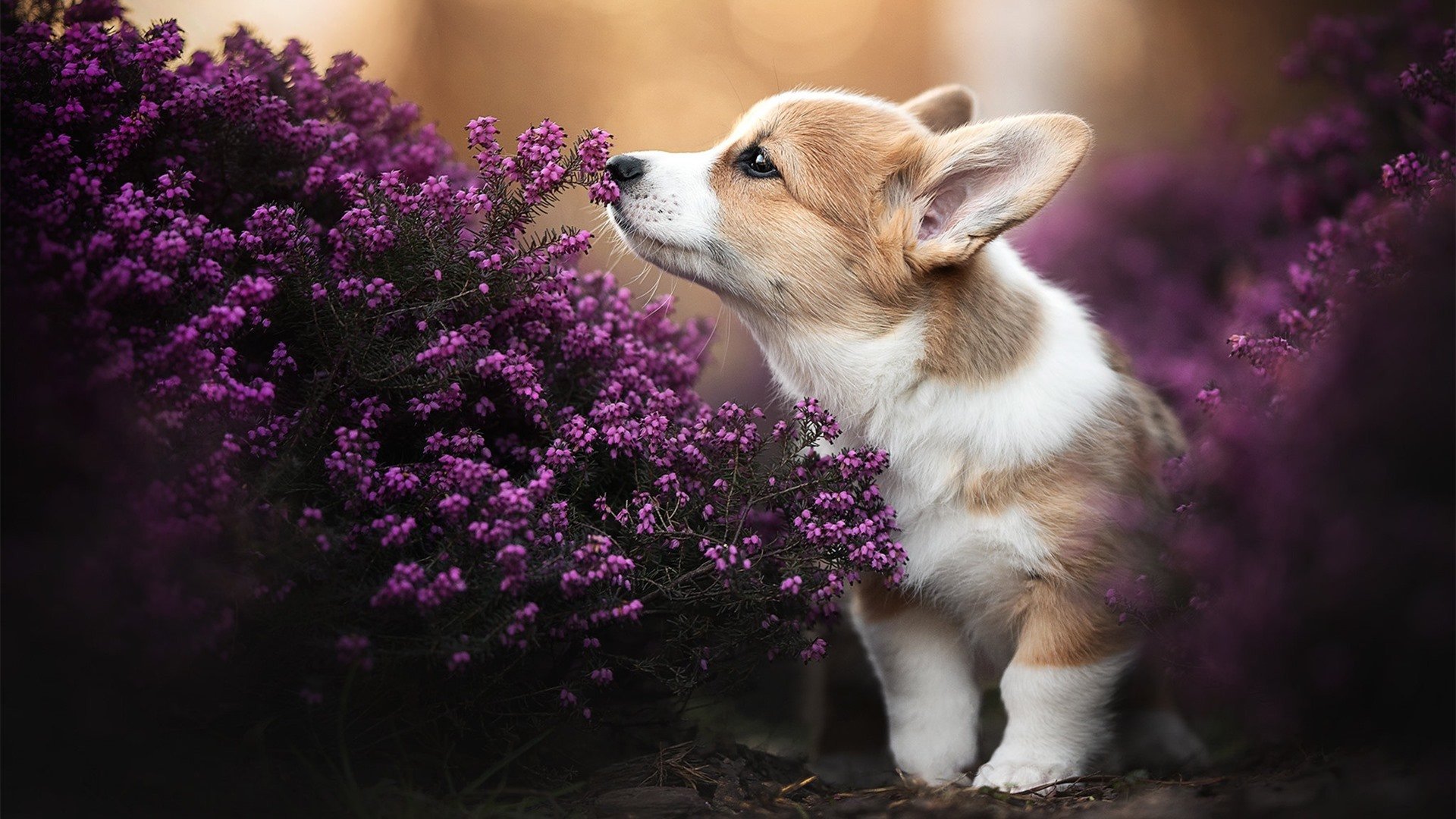 世俱杯赛程-中国女篮积极总结比赛经验,中国女篮分析