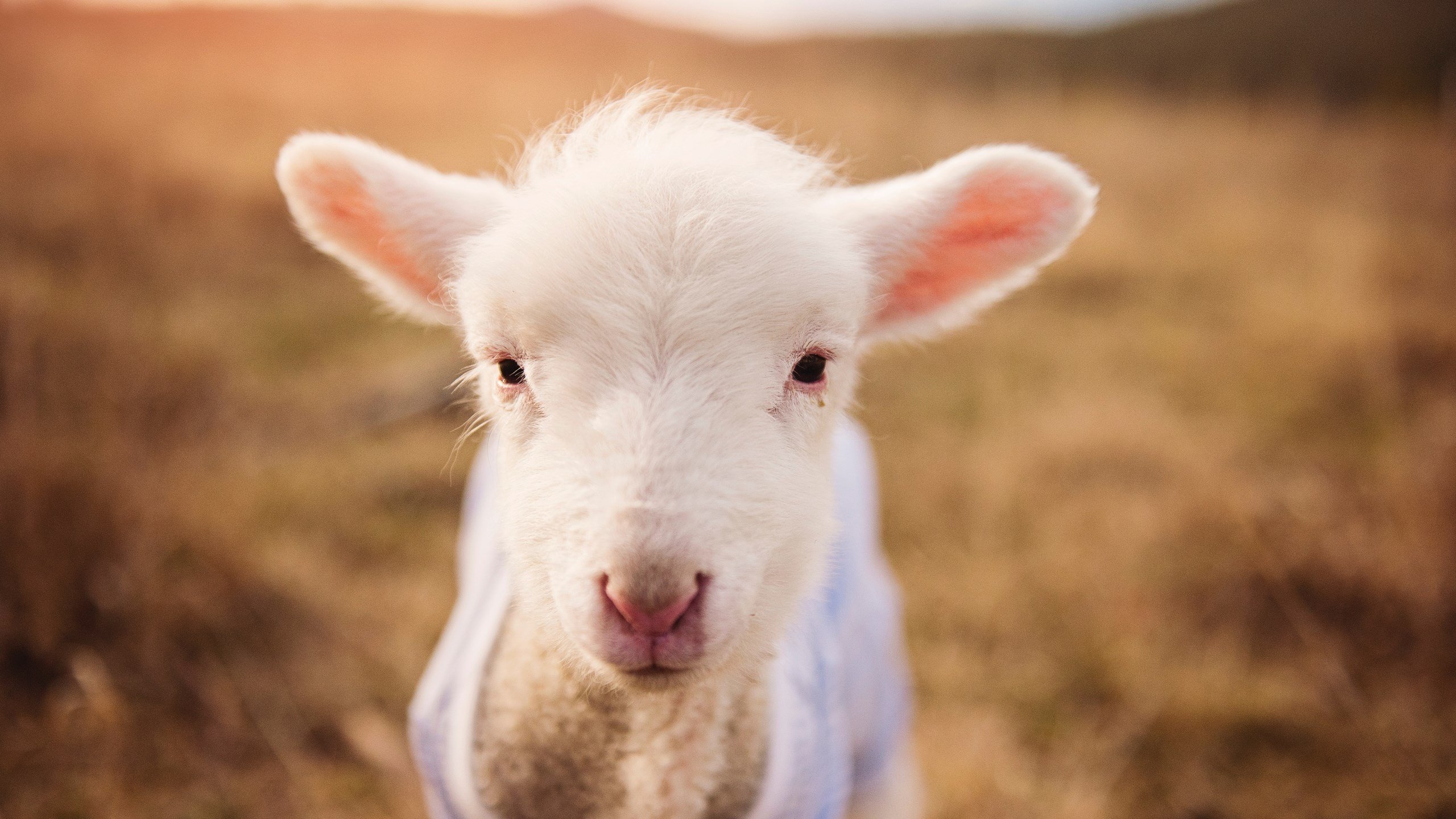 世俱杯赛程-中国女篮积极总结比赛经验,中国女篮分析
