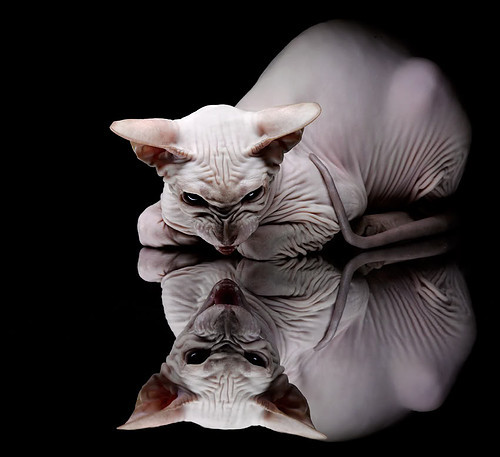 世俱杯2025赛程-体育新闻中心参与体育社群平台内容安全规范制定,体育信息报道