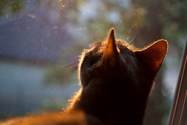世俱杯入口-体育新闻中心联合平台探索体育创作者商业变现模式,体育界的新闻