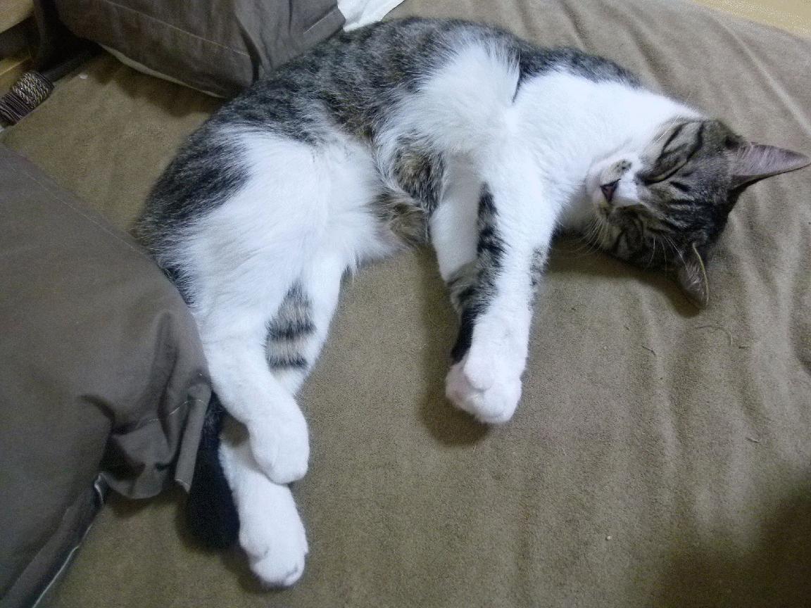 世俱杯足球-国家女篮多名年轻球员迅速成长展现潜力,中国女篮球员年龄